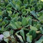 Pistia stratiotes आदत