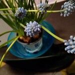 Muscari azureum Lorea