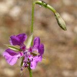 Clarkia rhomboidea Flower