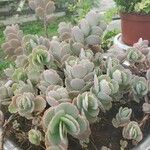 Kalanchoe fedtschenkoi Hoja