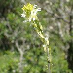 Turritis glabra Blomst