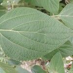 Salvia mexicana List