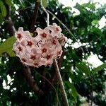 Hoya carnosa Λουλούδι