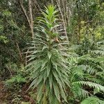 Echium strictum Характер