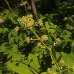 Aralia californica Owoc