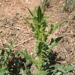 Cirsium vulgareBlatt