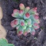 Sedum pachyphyllum 葉