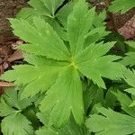 Trollius chinensis ഇല