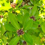 Gordonia axillaris Blad