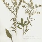 Lepidium densiflorum Vivejo