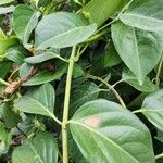 Lonicera hildebrandtiana Blatt