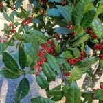 Ilex opaca Fruto