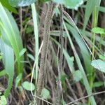 Dais cotinifolia Φλοιός