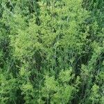 Galium × pomeranicum List