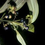 Miconia acuminata Fruit