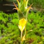 Philydrum lanuginosum Flower