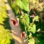 Aristolochia baetica Virág