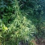 Cannabis sativa Floro