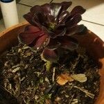 Aeonium arboreumLeaf