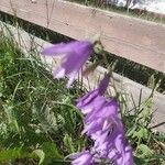 Campanula rapunculoidesΛουλούδι