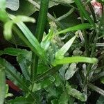 Pteris cretica Blatt