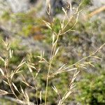 Paramochloa effusa Õis