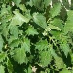 Solanum physalifolium Φύλλο