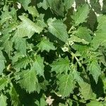 Solanum physalifoliumLeaf