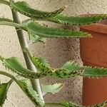 Kalanchoe daigremontiana Φύλλο