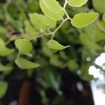 Hemionitis ovata Leaf
