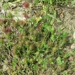 Trifolium lappaceum Blad