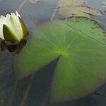 Nymphaea tetragona ഇല