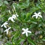 Jasminum azoricum Flor