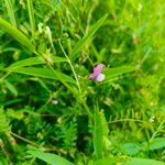 Vicia bithynicaKwiat