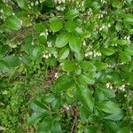 Vaccinium arboreum Yaprak