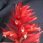 Stenorrhynchos speciosum Flower