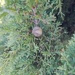 Cupressus sempervirensFruit