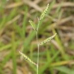 Urochloa eminii Habitat