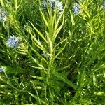 Amsonia ciliata Leaf