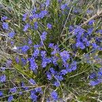 Dampiera stricta Fleur