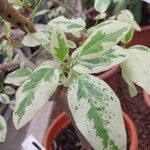 Ficus rubiginosa Levél