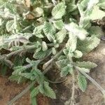 Salvia aegyptiaca Yaprak