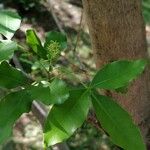 Vepris lanceolata Leaf