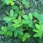 Mimosa pudicaDeilen