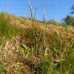 Juncus compressus Flor