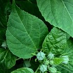 Hibiscus palustris Leaf