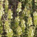 Sideritis fruticulosa Plante entière