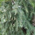 Torreya californica Hábito