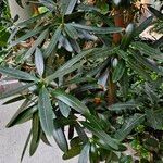 Podocarpus elatus Lehti