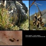 Carex capillaris Прочее